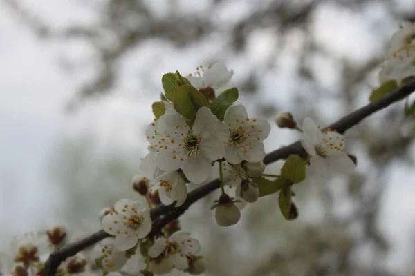 Wiśniowy Gałąź Biały Kwiat Zbliżenie Może Być Używany Jako Tło — Zdjęcie stockowe