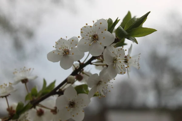 Rama Cerezo Con Flores Blancas Cerca Puede Utilizar Como Fondo — Foto de Stock