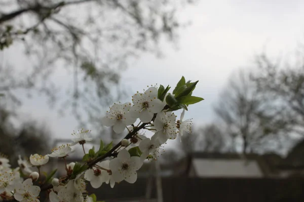 Rama Cerezo Con Flores Blancas Cerca Puede Utilizar Como Fondo — Foto de Stock