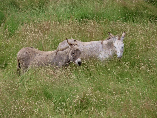 Burros em pasto exuberante — Fotografia de Stock