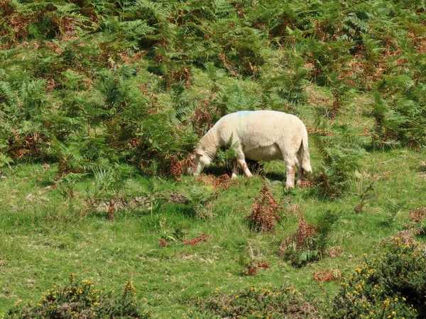 Pecore a Snowdonia, Galles — Foto Stock