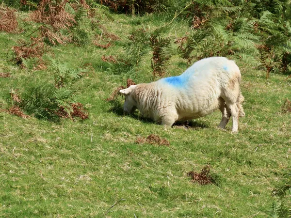 Sheep in Snowdonia, Wales — Stock Photo, Image