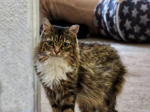 Fluffy gato tabby — Foto de Stock