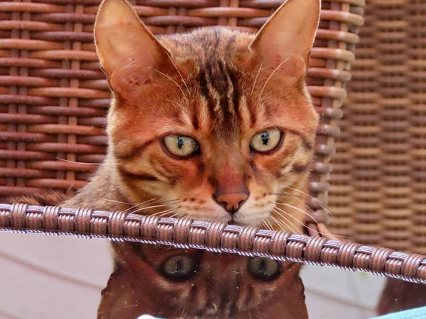 Bengal breed cat — Stock Photo, Image