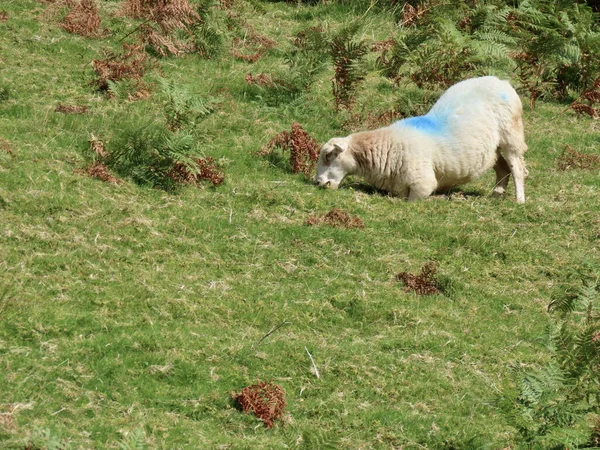Sheep in Snowdonia, Wales — Stock Photo, Image