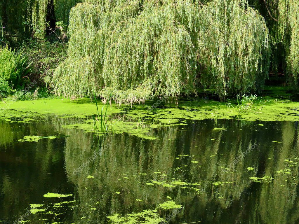 Ramales de sauce llorones que alcanzan las tranquilas aguas del r o 2024