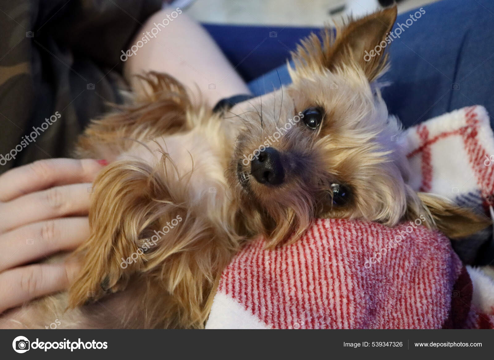 Yorkie chewing paws sale