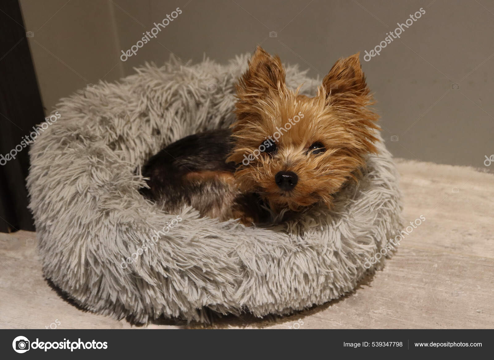 How Much Is A Teacup Yorkshire Terrier