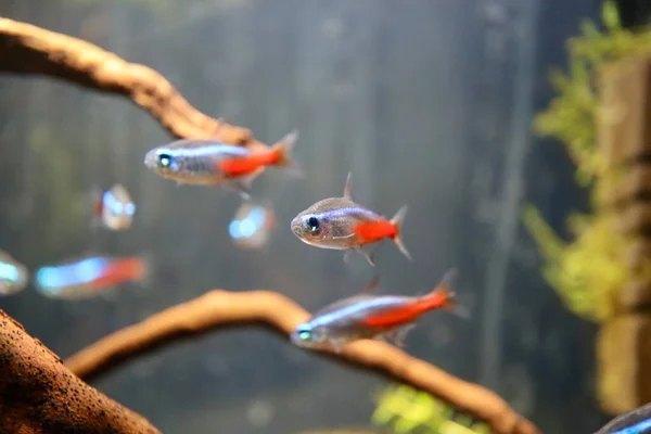 Neon tetra balık