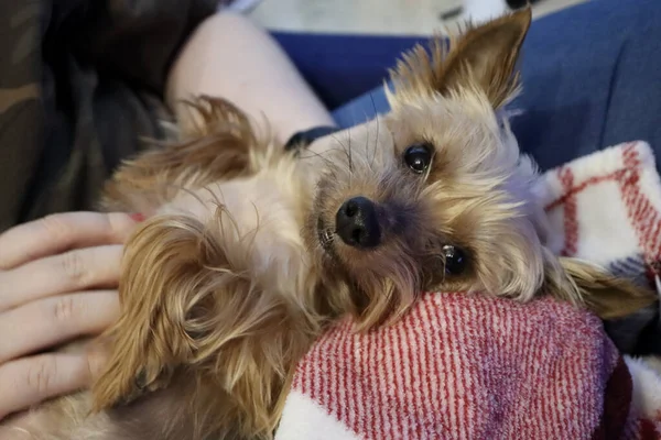 Mutlu Yorkshire terrier — Stok fotoğraf