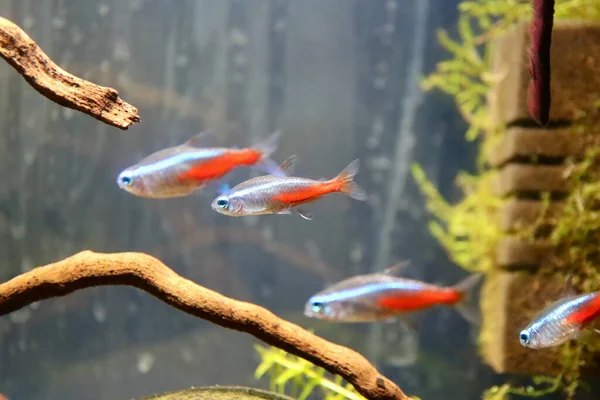 Neon tetra fish — Stock Photo, Image