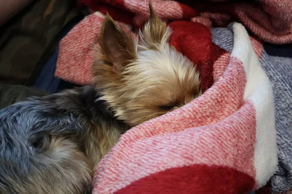 çay fincanı yorkshire korkunç