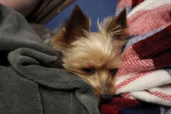 Teacup Yorkshire terrier — Stock Photo, Image