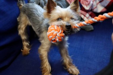 Yorkshire Teriyeri römorkörle oynuyor.