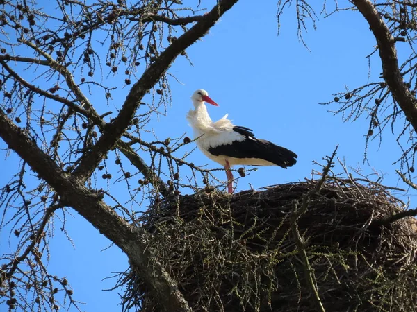 Stork in nest — Stock Photo, Image