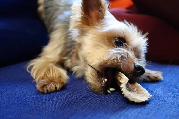 Yorkshire terrier corna da masticare — Foto Stock