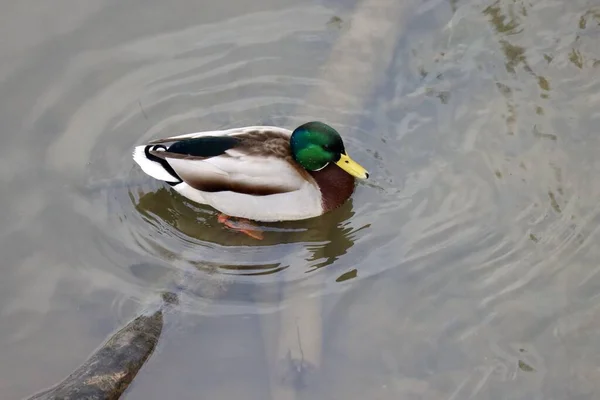 Canard colvert dans l'étang — Photo