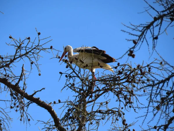 Cegonha em pé na árvore — Fotografia de Stock