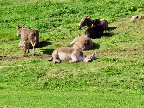 Ânes dans le pâturage dormir — Photo