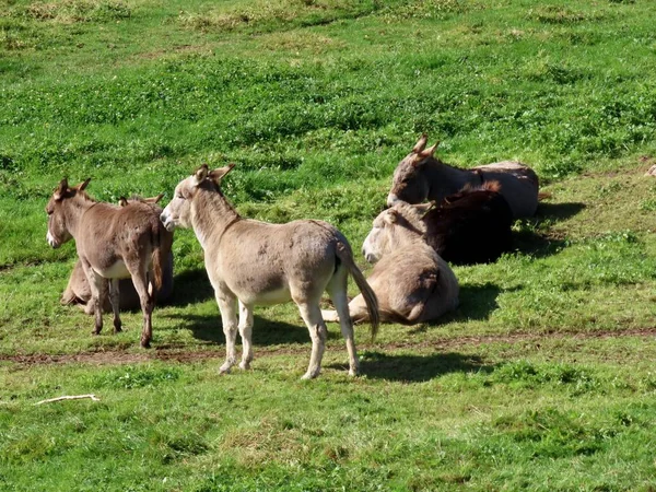 Donkeys in pasture sleeping — Stock Photo, Image