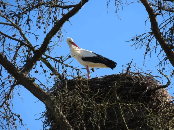 Stork in nest — Stock Photo, Image