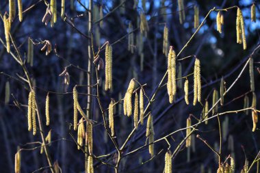 Fındık ağacı çiçek açıyor.