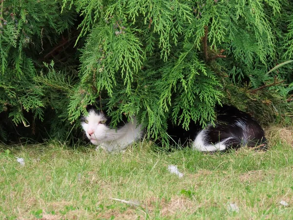 Cat under green tree — Stock Photo, Image