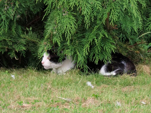 Katze unter grünem Baum — Stockfoto