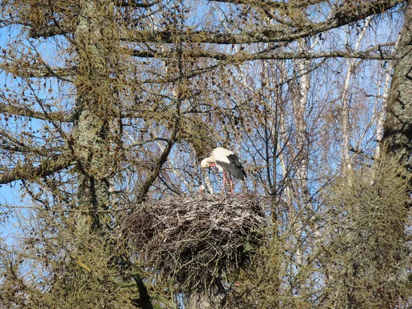 Storks in nest — Stock Photo, Image
