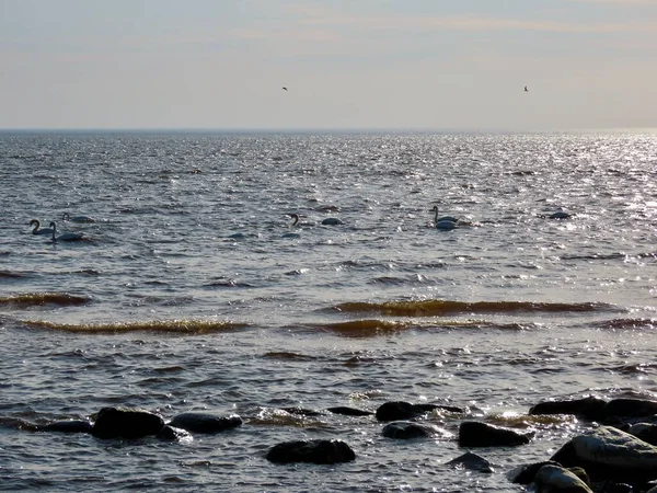 Köpüklü denizde kuğu — Stok fotoğraf