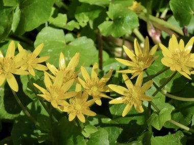 Pilewort ya da daha az celandin parlak sarı ilkbahar çiçekleri, kapatın