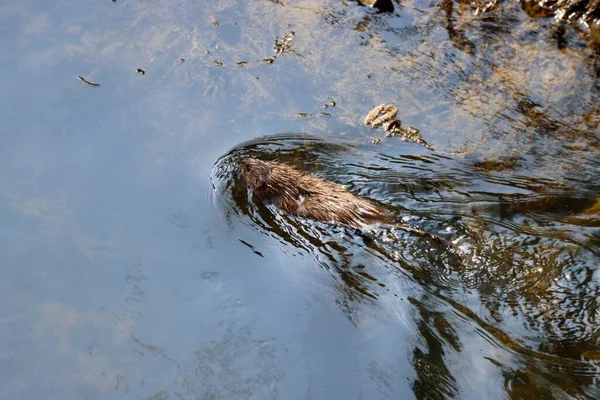Muskrat pływanie w rzece — Zdjęcie stockowe
