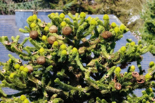 Conos de Araucaria de cerca — Foto de Stock