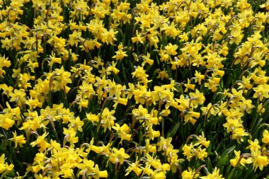 Sarı nergis yakın çekim