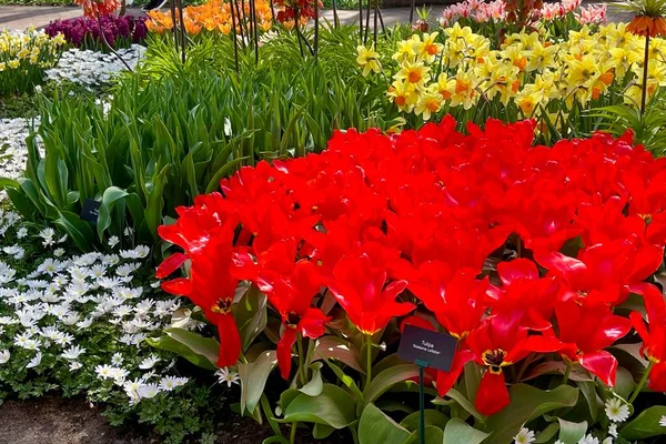 Mutlu renkli laleler