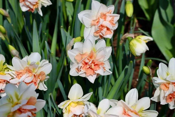 Witte narcissen close-up — Stockfoto