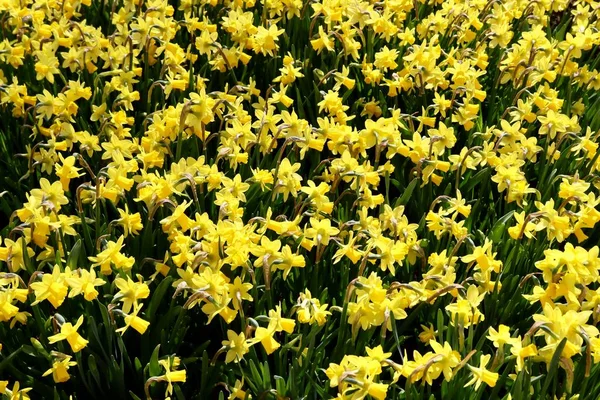 Gele narcissen close-up — Stockfoto