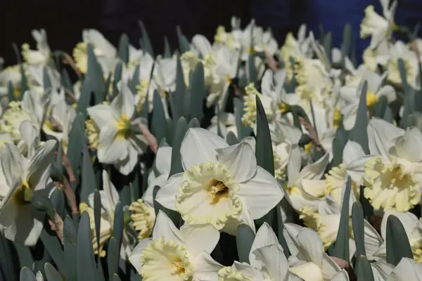 Witte narcissen close-up — Stockfoto