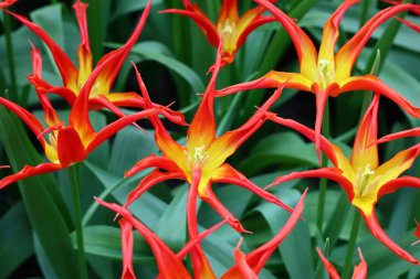 Turuncu yıldız şekilli laleler