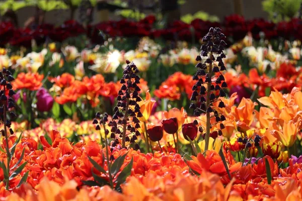Turuncu laleler ve fritillarya
