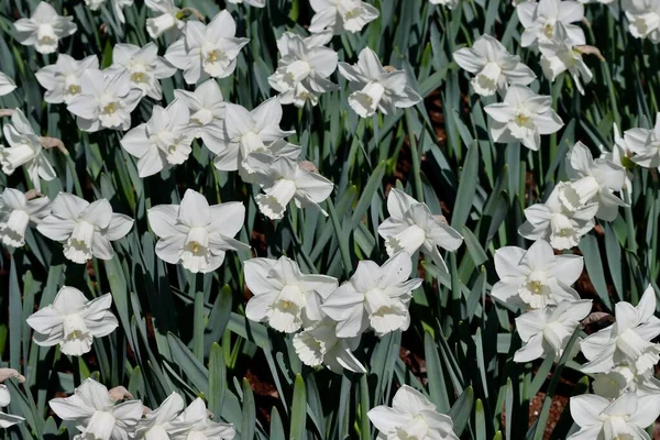 White daffodils close up — ストック写真