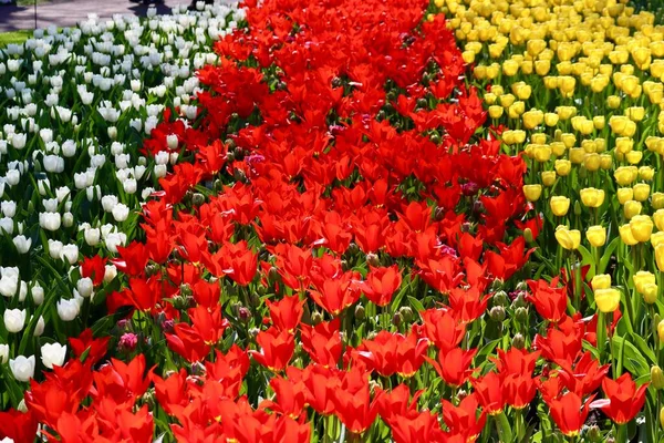 Rote, weiße, gelbe Tulpen — Stockfoto