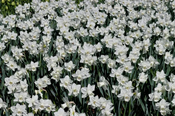 Narcisos blancos de cerca — Foto de Stock