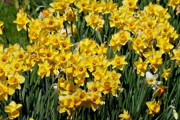 Gele narcissen close-up — Stockfoto