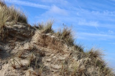 Kum tepelerindeki kum ve çimenler