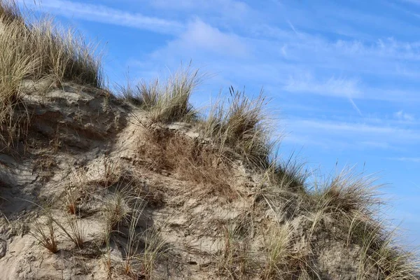 Kum tepelerindeki kum ve çimenler
