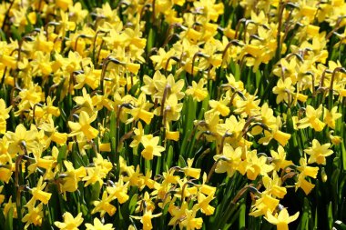 Sarı nergis yakın çekim