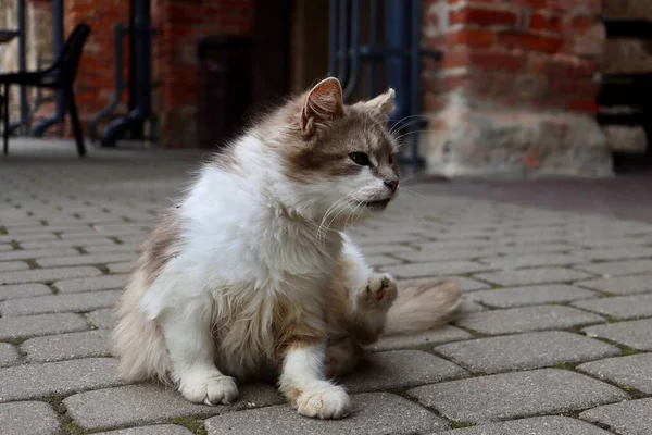 Long Haired Fluffy White Beige Cat Sitting Pavement Red Brick — Stock Photo, Image