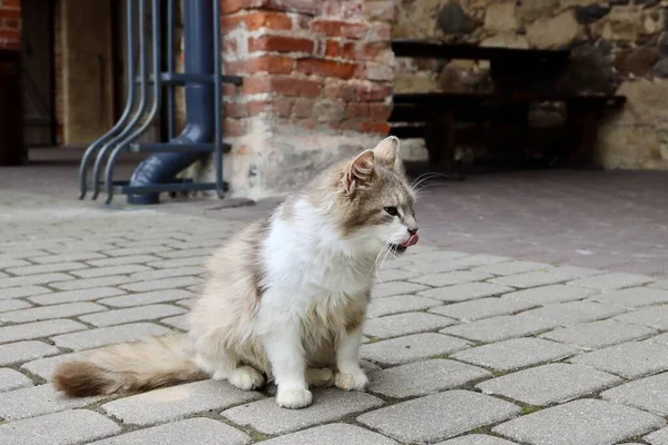 Long Haired Fluffy White Beige Cat Sitting Pavement Red Brick — Stock Photo, Image