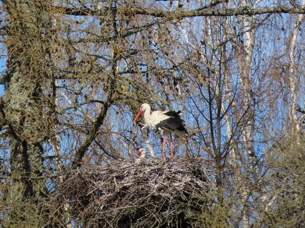 Stork Rede Højt Oppe Toppen Løvfældende Lærketræ Det Tidlige Forår - Stock-foto